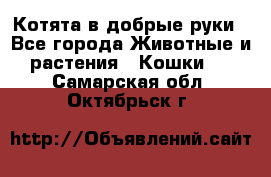 Котята в добрые руки - Все города Животные и растения » Кошки   . Самарская обл.,Октябрьск г.